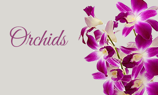 orchids flowers online